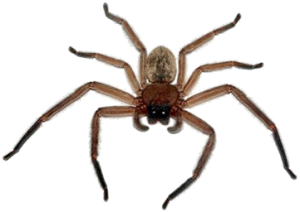 Spider PNG image-4548